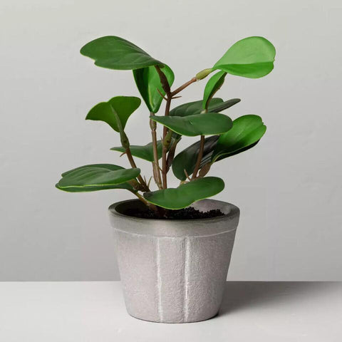 Faux Hoya Plant