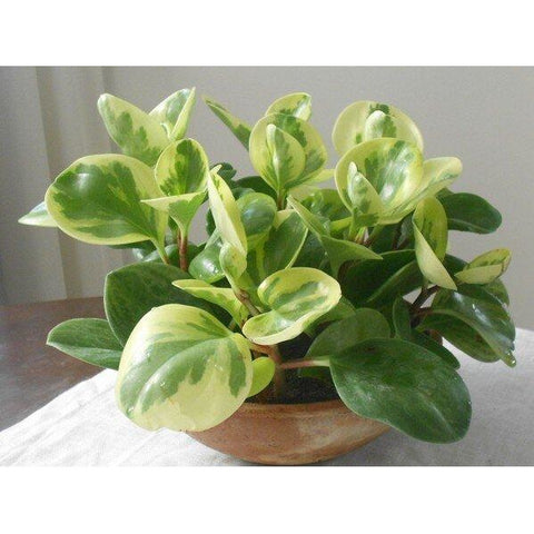 Peperomia | Live Plant