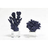 Blue Coral