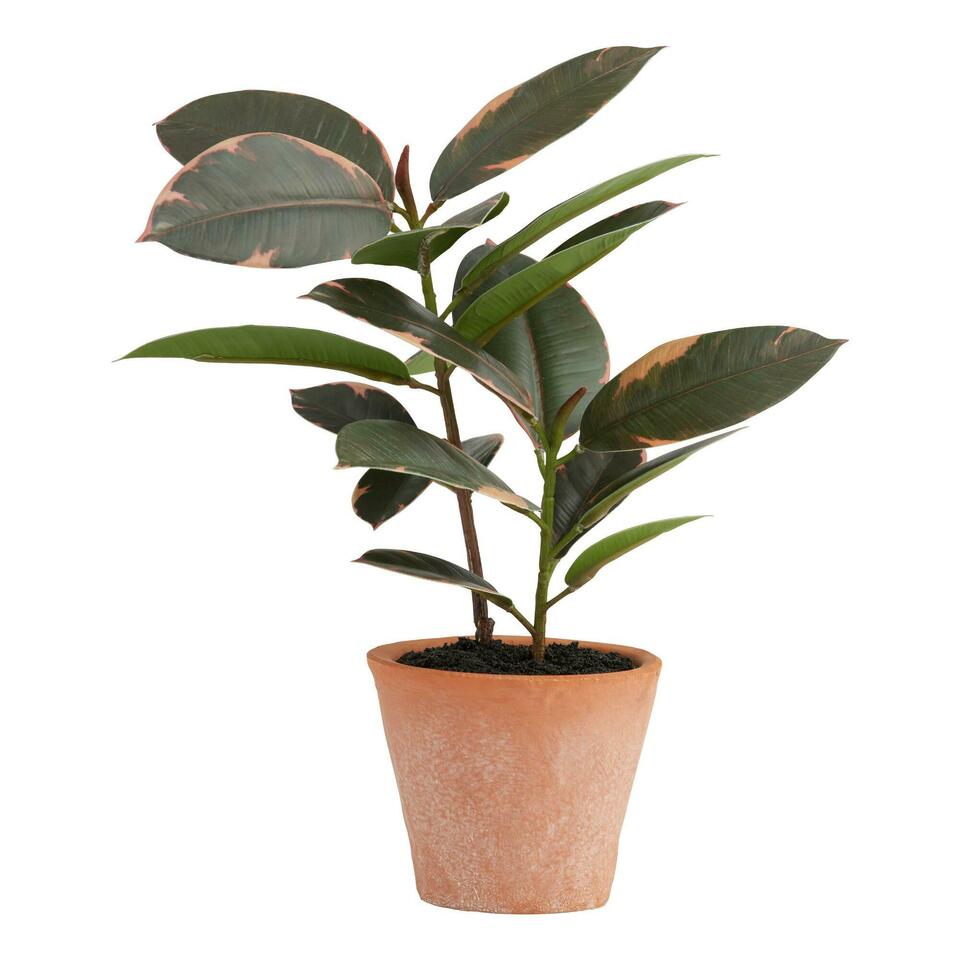 Faux Rubber Plant