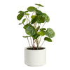 Faux Money Tree