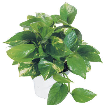 Pothos | Plant