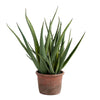 Faux Aloe Plant