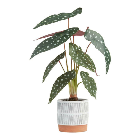 Faux Polka Dot Begonia Plant In Geo Pot