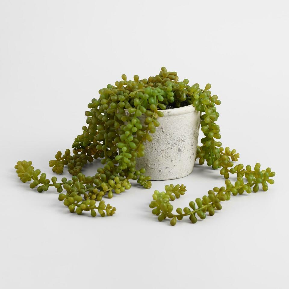 Faux String of Pearls Plant
