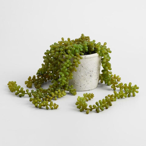 Faux String of Pearls Plant