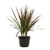 Dracaena | Plant