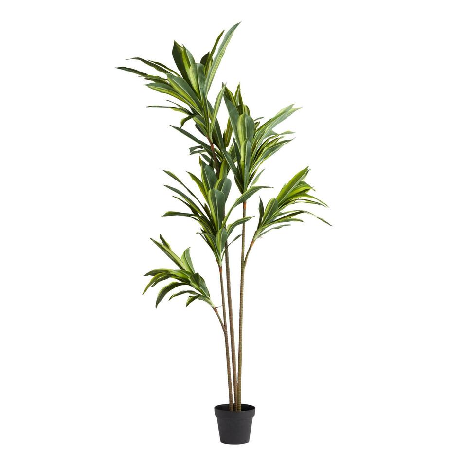 Faux Variegated Dracaena Tree